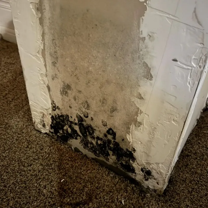 Professional Mold Removal in Marion, IN